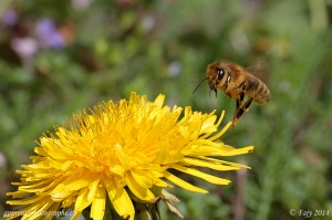 Une abeille atterrissant sur un pissenlit