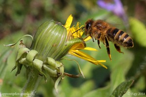 Notre abeille, en vol stationnaire, butinant un bouton de pissenlit