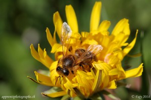 L'abeille et le pissenlit, un histoire d'amour
