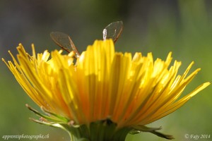 Les ailes d'une abeille dépassant d'un pissenlit