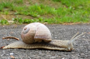 Un Smartphone prend des photos à la vitesse d'un escargot mais souvent avec des résultats honorables