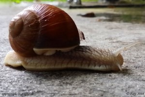 Les escargots ont, eux aussi, leur "poisson" pilote