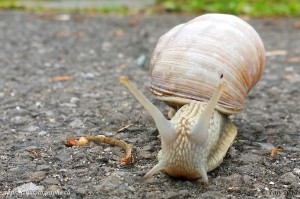 Notre escargot, photographié de face