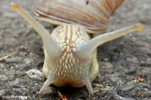 Gros plan d'un escargot, pris avec le Samsung Galaxy Note 3