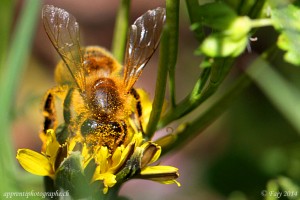 Gros plan d'une abeille en pleine récolte