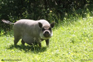 Un cochon sauvage