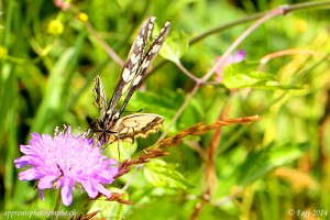 Le Machaon vu de face, les ailes avant repliées