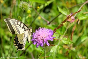 Sur cette image, on aperçoit bien les doubles ailes du Machaon