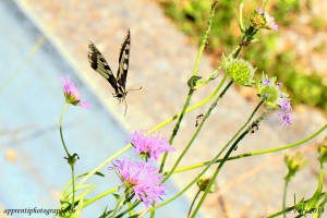 Un Grand Porte-Queue se posant sur une fleur