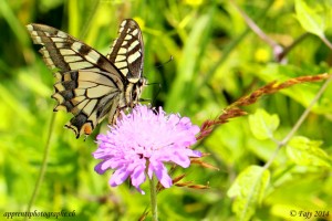 Un Machaon, de profil, avec sa trompe déployée