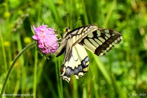 Le Machaon vu de son profil arrière