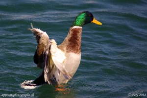Deuxième image en mode rafale d'un canard déployant ses ailes