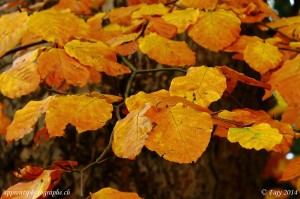 Branche de Foyard, parée d'or