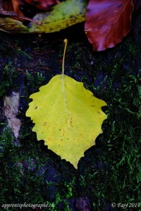 Feuille de Bouleau sur son lit de mousse