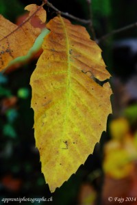 Feuille de chataignier