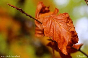 Feuille de Foyard brunie