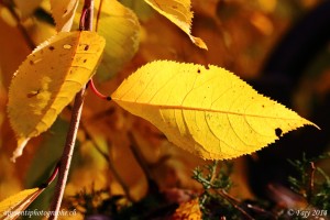 Feuilles de Cerisier illuminées par le soleil