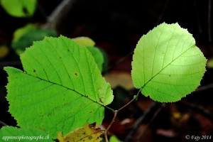 Les feuilles de ce Noisetier sont restées encore vertes