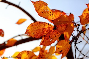 La lumière joue avec ces feuilles de cerisier