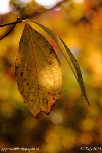 Le soleil joue avec les nervures d'une feuille