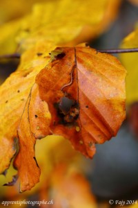 Toutes les belles couleurs de l'automne représentées dans cette feuille