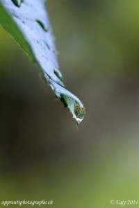 Une goutte d'eau, le début d'une rivière...