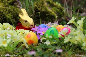 Le lapin gardien approche sans bruit afin de compter ses oeufs 