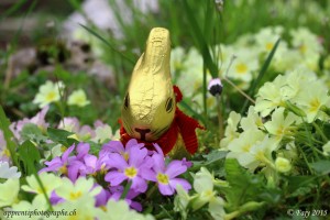 Mais pas loin, le lapin gardien des oeufs, veille au grain