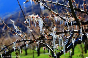 On arrose les arbres afin de les protéger du gel