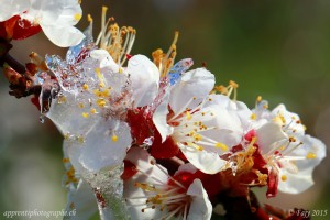 Les fleurs de l'abricotier sont prisent dans la glace protectrice