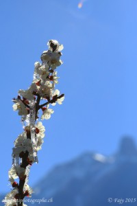 Une branche dans le soleil du valais