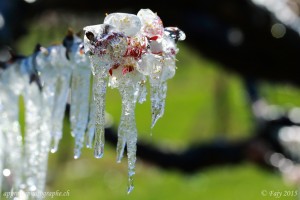 Stalactites de glace sur une branche d'abricotier en fleurs