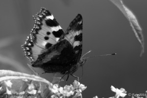 Le Papillon - Petite Tortue ou Vanesse de l'ortie - en Noir et Blanc