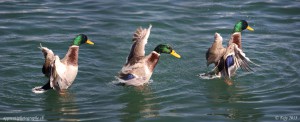 Superposition de 3 images du même canard après avoir activé la transparence