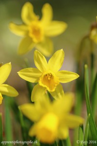 3 narcisses alignés avec une profondeur de champ restreinte due à une ouverture de F/4