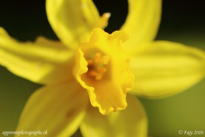 Macro de la couronne en forme de trompette d'un Narcisse jaune - Ouverture F/4