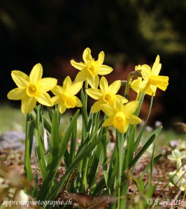 Un bouquet de narcisses du jardin - Ouverture F10