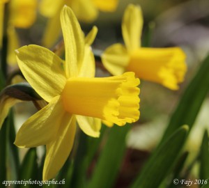 Un narcisse jaune avec sa couronne en forme de trompette - Ouverture F/14 et format personnalisé